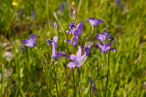 Rapunzel-Glockenblume (Campanula rapunculus) begegnet auf der Schwäbischen Alb photo