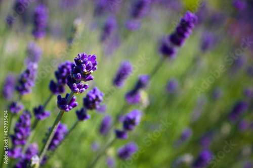 Blossoming lavender close up  full frame  shallow depth of field  on a sunny summer day