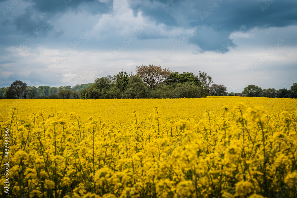 Scenic view on a yellow rapseseed field with dark sky and forest in the background