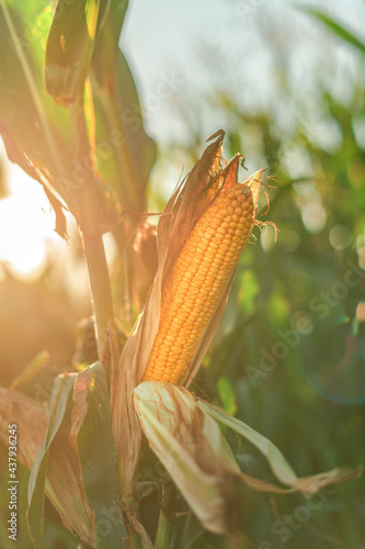 Ear of corn in the field