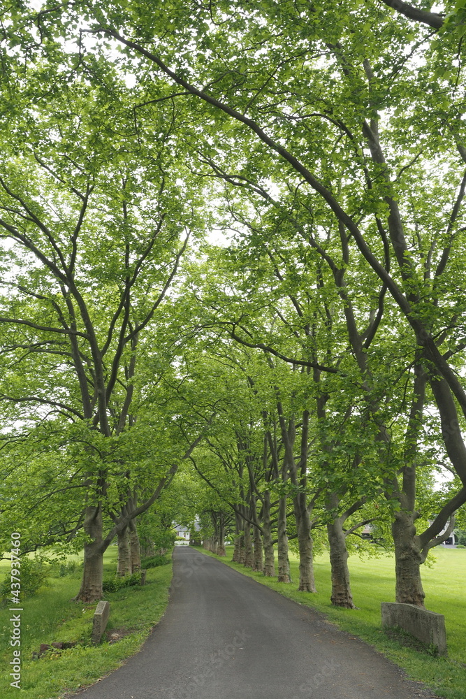 The trail through the park has a lot of green trees and plants. The trail through the park has a lot of green trees and plants.