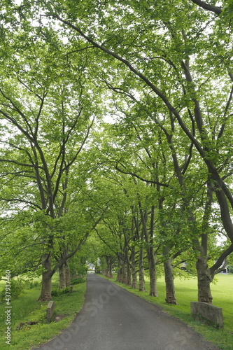 Fototapeta Naklejka Na Ścianę i Meble -  The trail through the park has a lot of green trees and plants.