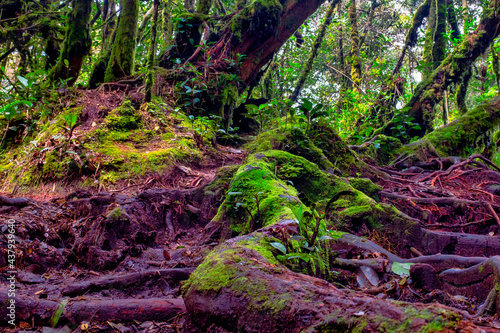 Mossy Forest