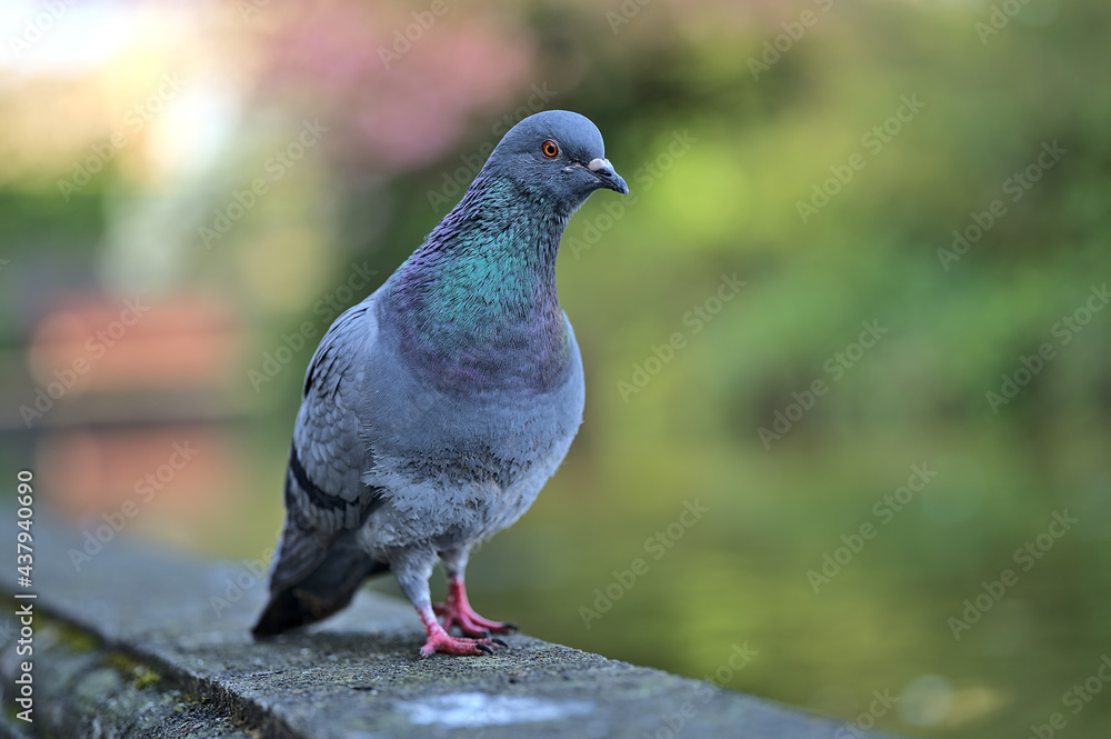 Fototapeta premium Beautiful closeup view of common city feral pigeon (Columbidae) sitting on the pond edging in sunny Herbert Park, Dublin, Ireland. Soft and selective focus. Blurry background focus
