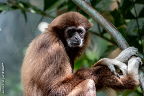 White-handed gibbon hanging in the trees. A white-handed gibbon hanging in the trees © mynewturtle