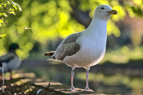 Beautiful closeup view of large common sea gull (Larus canus) sitting and resting on pond edge in spring colors in Herbert Park, Dublin, Ireland. Soft and selective focus