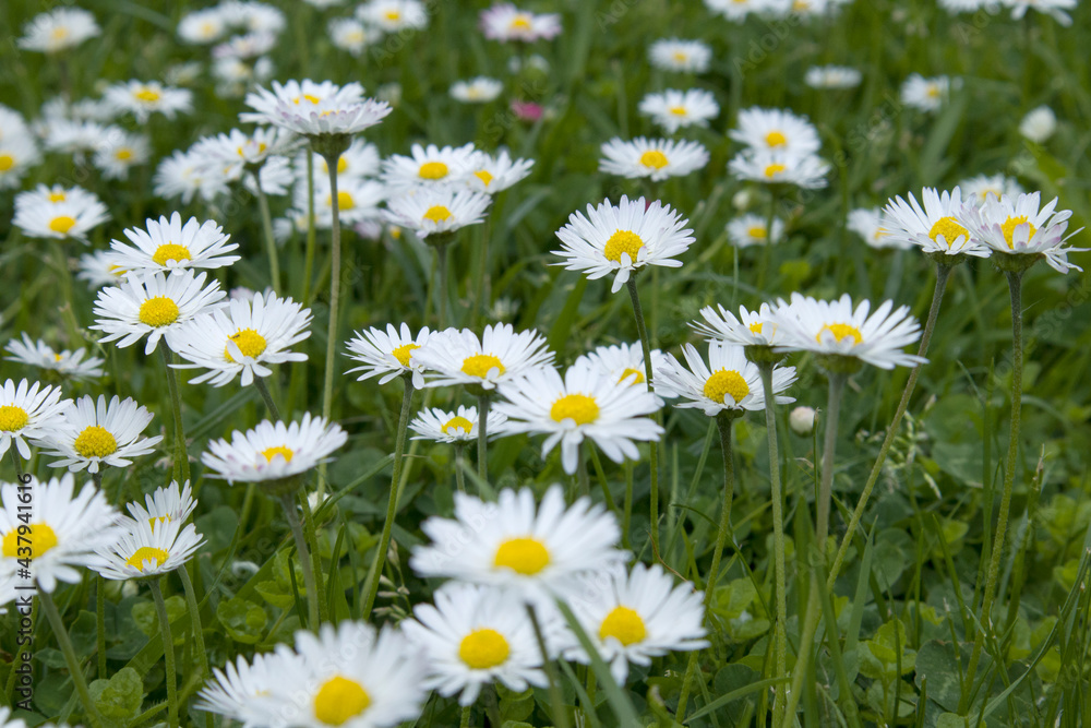 Fototapeta premium Summer field with grass and flowers, small daises artistic partial focus and blurred background