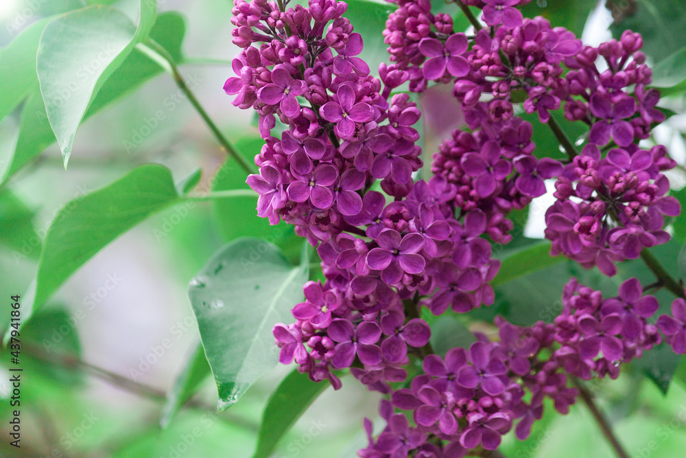 Lilac purple branch flower bloom, spring, summer background. Happy lucky five-petalled flower and six-petalled flower. Lilac purple branch flower bloom, spring, summer background. Happy lucky five-petalled flower and six-petalled flower.
