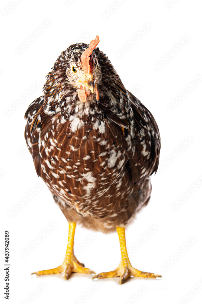 Fototapeta premium Swedish flower hen isolated on white