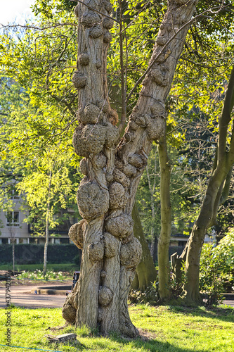 Closeup vertical view of hard large excrescence on tree trunk against spring green leave trees in Hebert Park, Dublin, Ireland. Sick tree photo