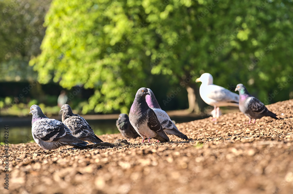 Obraz premium Beautiful closeup view of common city feral pigeons (Columbidae) resting in sunlight on wood chips, nuggets, straw or bark in Herbert Park, Dublin, Ireland. Soft and selective focus. Blurry background