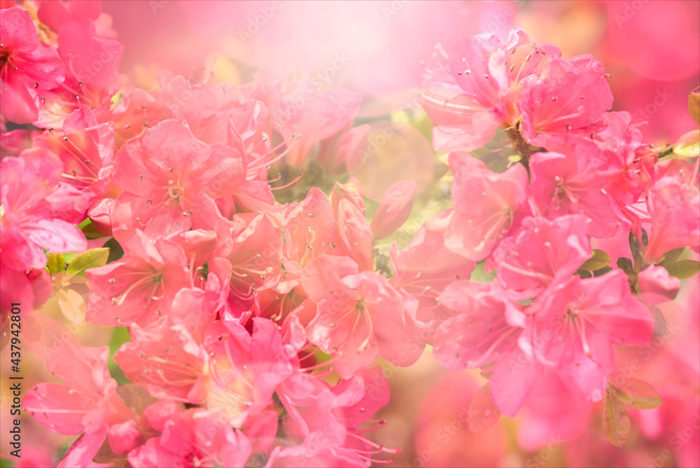 Fototapeta premium Spring red flowers. Blooming bush in the garden. Art design with the sun.