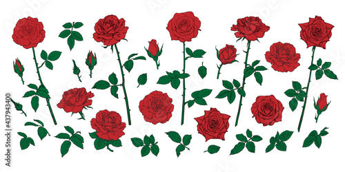 Red rose flowers  buds  leaves and stems isolated on white background. Hand drawn realistic rosebuds illustration.