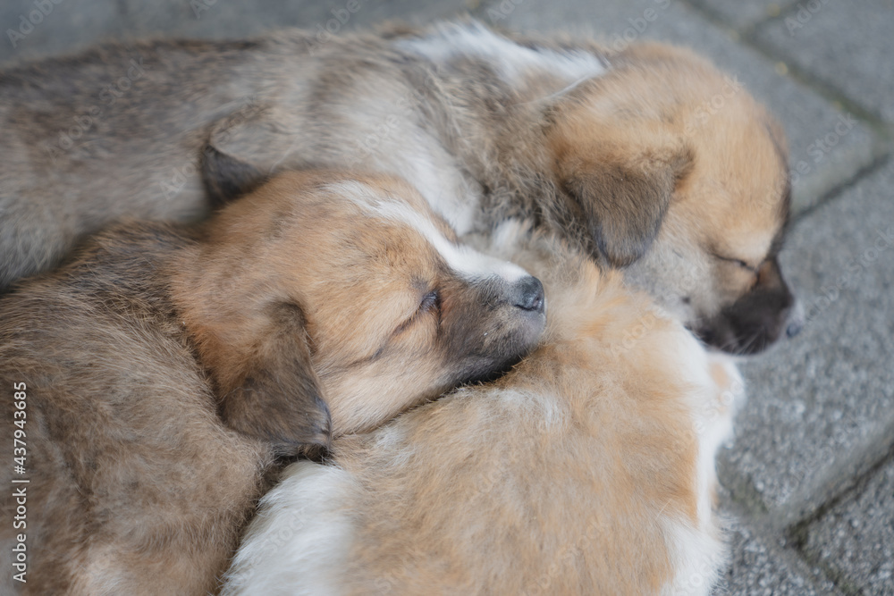 귀여운 아기 강아지들의 여유로운 낮잠