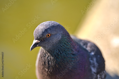 Beautiful closeup view of common city feral pigeon (Columbidae) sitting on the pond edging in sunny Herbert Park, Dublin, Ireland. Soft and selective focus. Blurry background focus