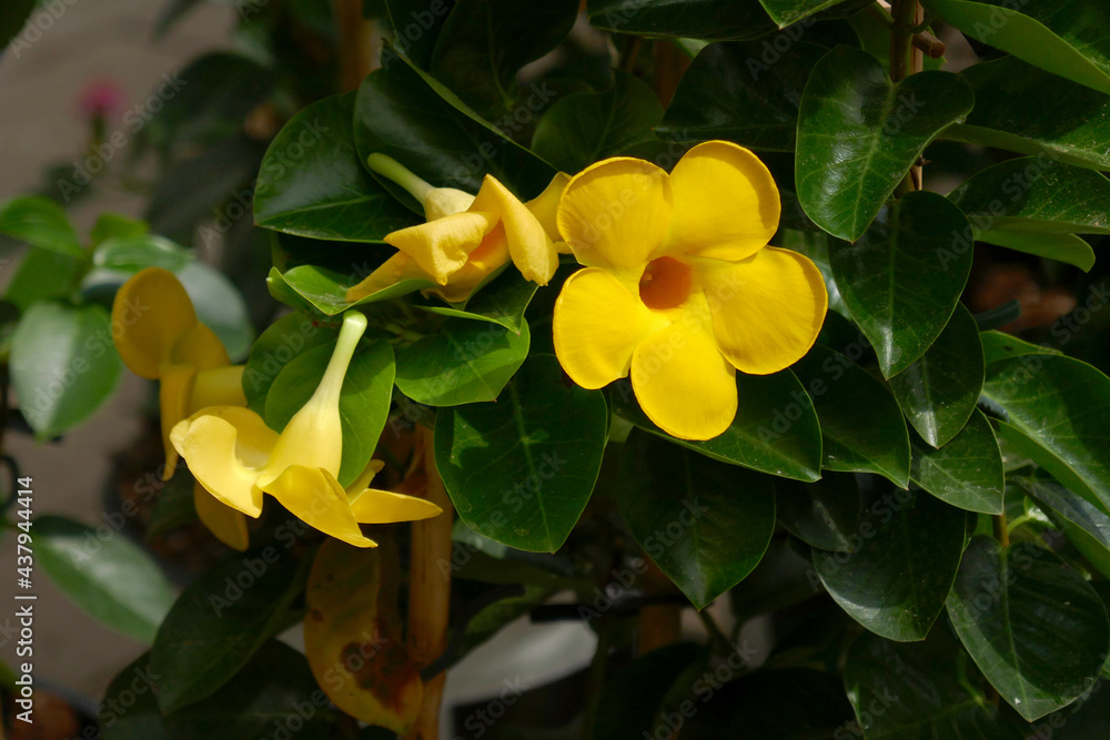 Obraz premium Mandevilla sanderi