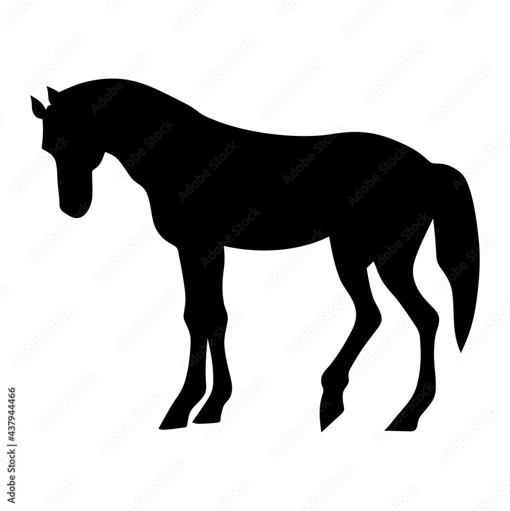 Obraz premium Horse