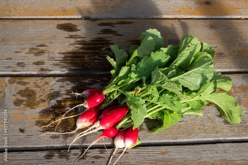 Fresh radishes on old wooden table in garden