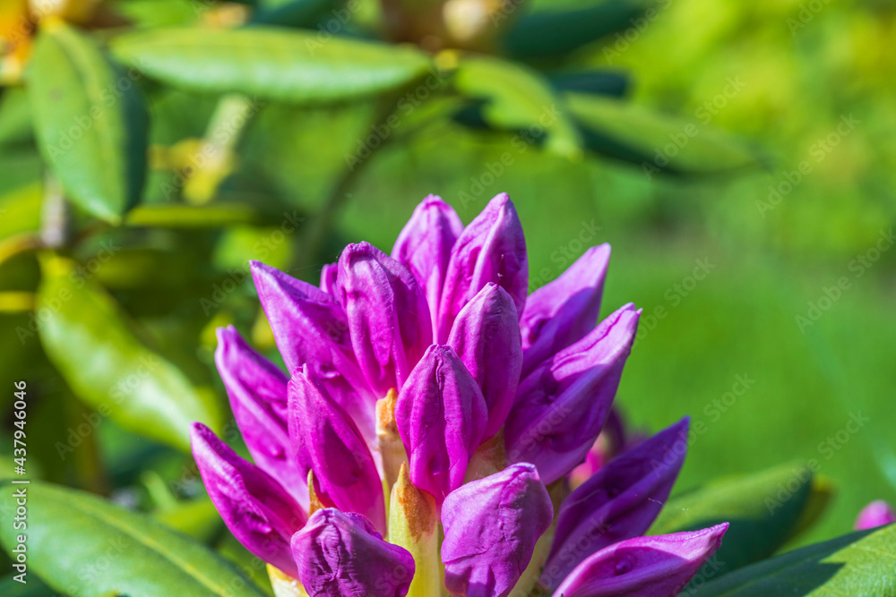 Сlose up view of blooming rhododendron in spring. Beautiful nature backgrounds. Сlose up view of blooming rhododendron in spring. Beautiful nature backgrounds.