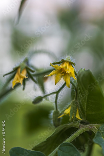 Close up view of flowering tomatoes. Healthy eating concept. Beautiful green nature backgrounds.