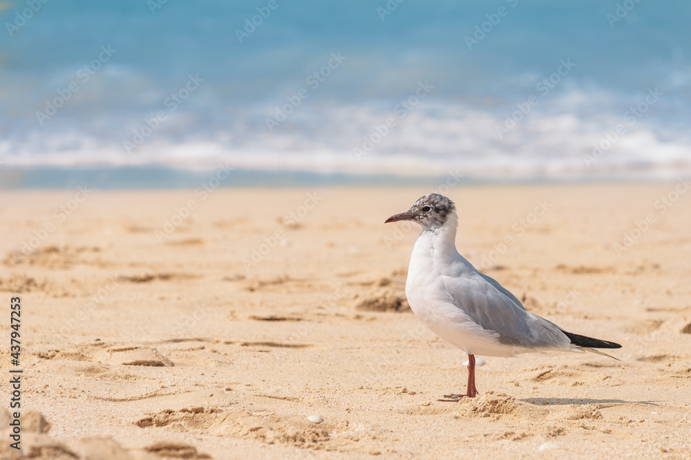 funny seagull walking at the sandy beach. The concept of ornithology and bird gaze