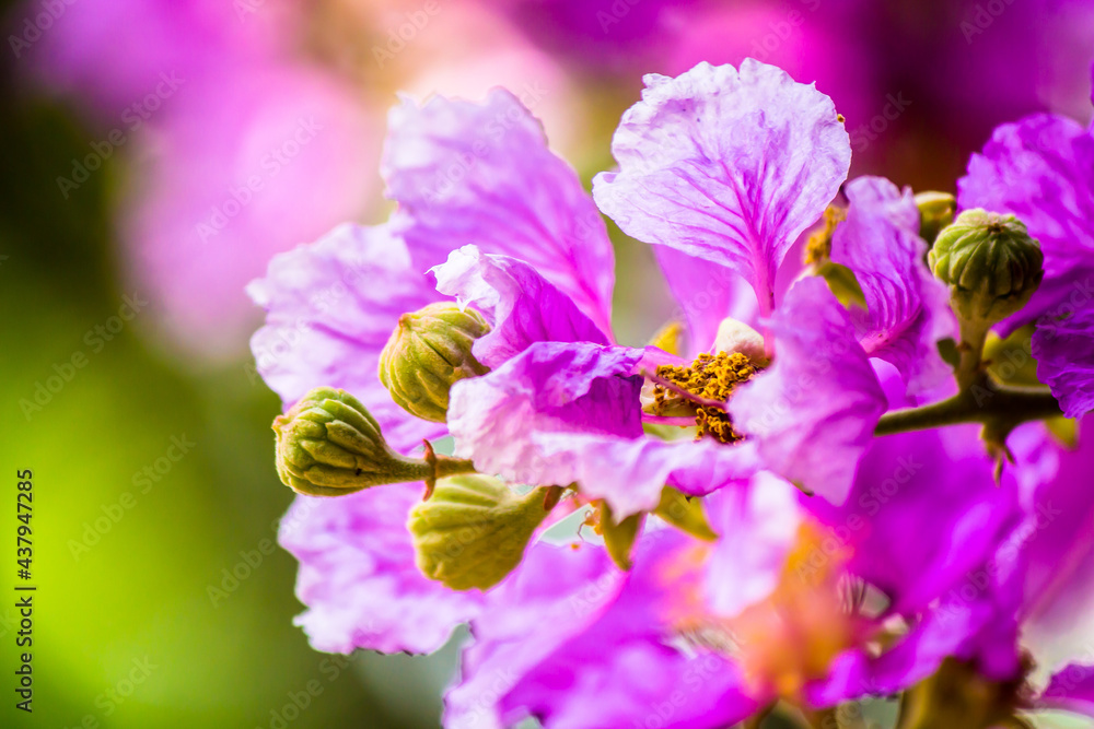 Close up Violet Lagerstroemia floribunda flower in home garden on summer. Close up Violet Lagerstroemia floribunda flower in home garden on summer.