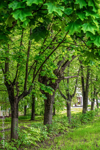 Fresh young green leaves on maple trees in the city park