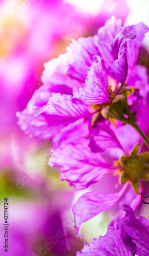 Fototapeta Naklejka Na Ścianę i Meble -  Violet Lagerstroemia floribunda flower in garden.