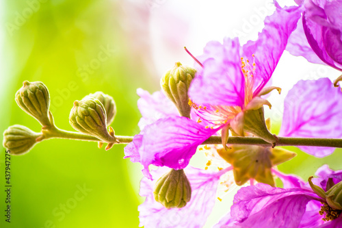 Fototapeta Naklejka Na Ścianę i Meble -  Close up Violet Lagerstroemia floribunda flower in home garden on summer.