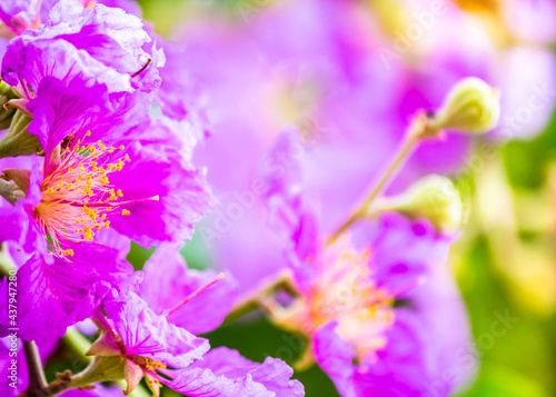 Close up Violet Lagerstroemia floribunda flower in home garden on summer.