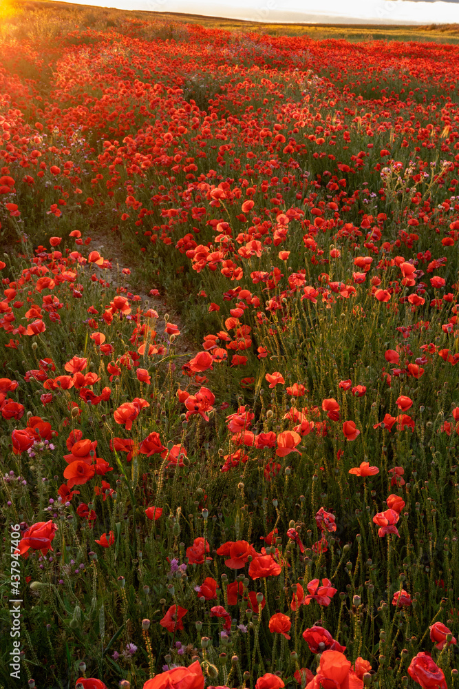 Amapola en primavera, campo de flores rojas, amapolas y cielo