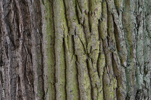 Background of brown wood bark