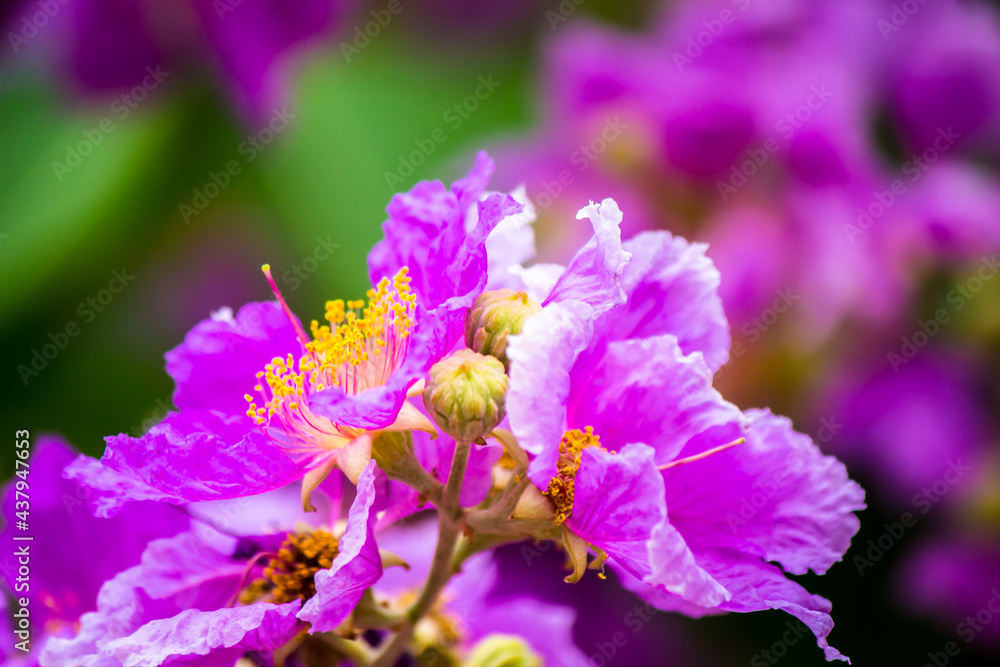 Close up Violet Lagerstroemia floribunda flower in home garden on summer. Close up Violet Lagerstroemia floribunda flower in home garden on summer.