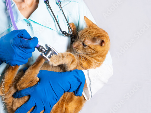 Fototapeta Naklejka Na Ścianę i Meble -  Veterinary clinic and bright red cat playing with phonendoscope.