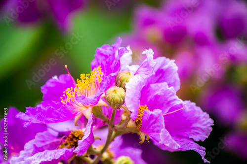 Close up Violet Lagerstroemia floribunda flower in home garden on summer.