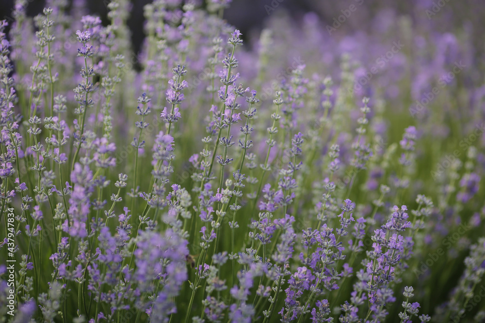 Naklejka premium lavender field sunset background. Violet flowers blooming field view banner. Selective focus. Vertical orientation