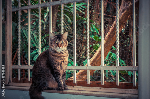 the cat in the window