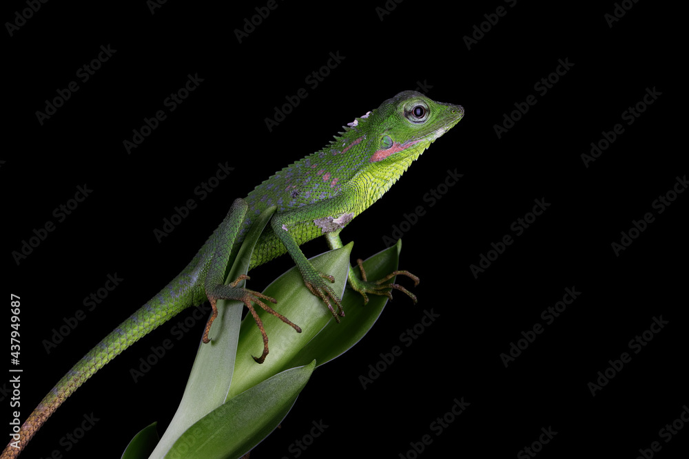Baby green Jubata lizard camouflage on green leaves Baby green Jubata lizard camouflage on green leaves