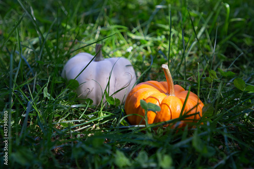 Pumpkins are lying in a grass
