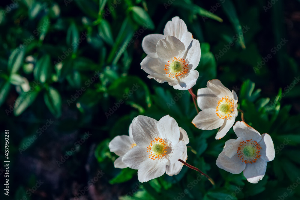Beautiful blooming white anemone flowers growing in the garden. Spring nature. Beautiful blooming white anemone flowers growing in the garden. Spring nature.