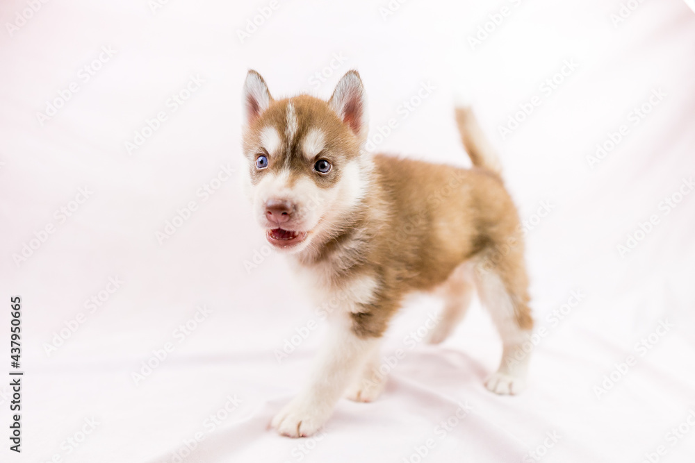 シベリアンハスキー 子犬 かわいい パピー オッドアイ ブルーアイ