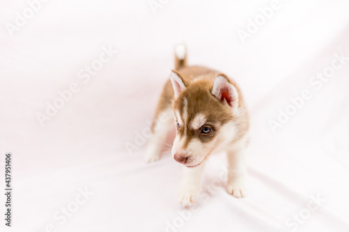 シベリアンハスキー 子犬 かわいい パピー オッドアイ ブルーアイ © Tadogami