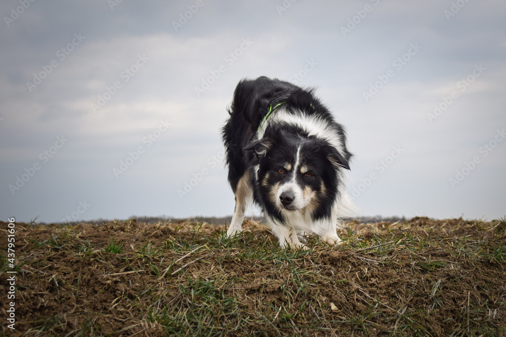 Border collie is standing on the field. He is so funny and he looks more cute.