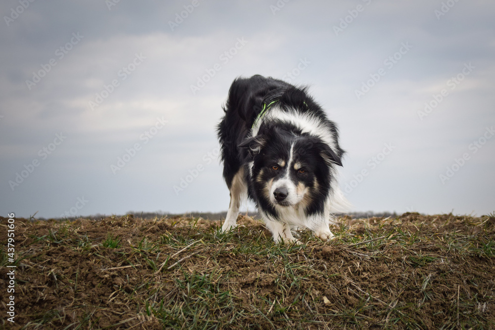 Border collie is standing on the field. He is so funny and he looks more cute. Border collie is standing on the field. He is so funny and he looks more cute.