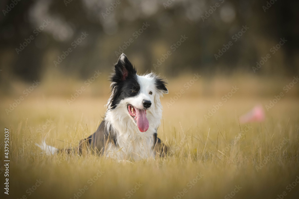 Dogs, border collies are lying in grass. Amazing day on czech agility competition. Dogs, border collies are lying in grass. Amazing day on czech agility competition.