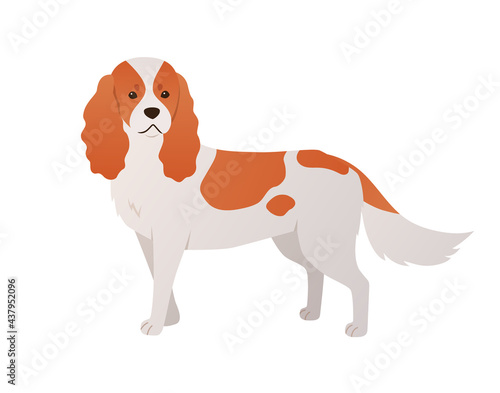 Cavalier King Charles Spaniel illustration. Vector cartoon cute dog in flat style. White and orange colored purebred pet