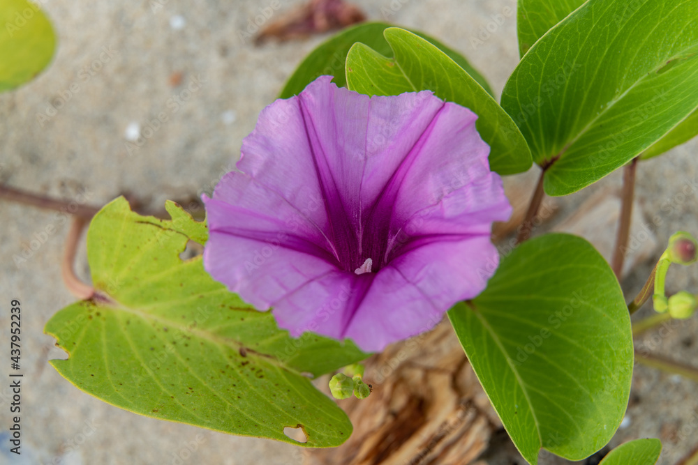 Pink flowers (Ipomoea pes-caprae) or Beach Morning Glory