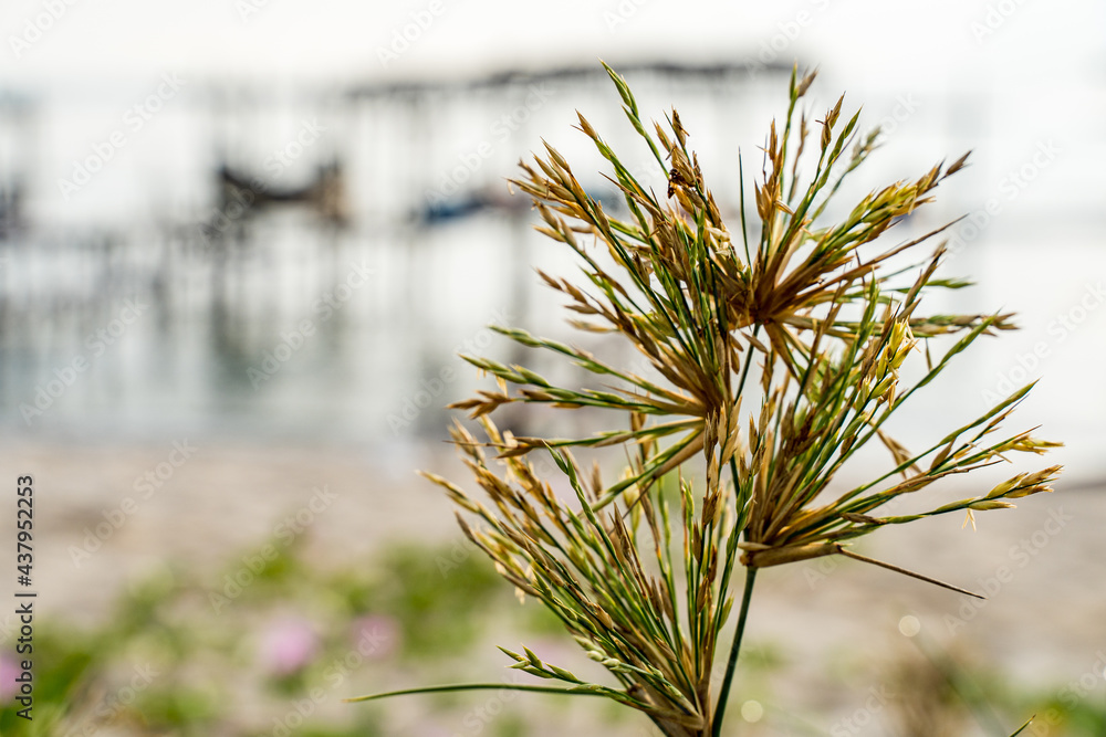 Close up Spinifex littoreus grass on the beach.