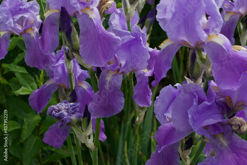 Full frame image of beautiful mauve irises in garden setting