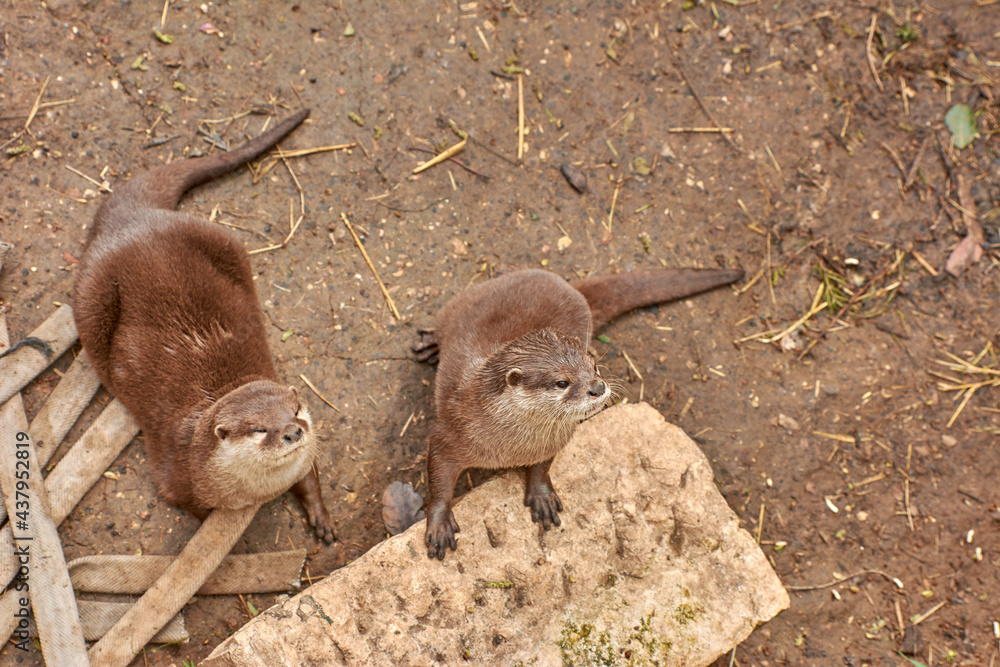Obraz premium A pair of European Otters, Lutra lutra 